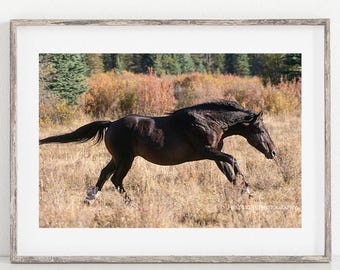 Black Stallion Photograph, Wild Horse Wall Art