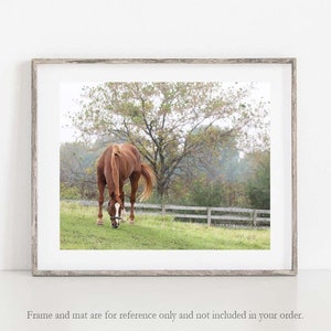 Horse Photography, Horse Photo, Horse Wall Art, Horse in Pasture Photo, Farmhouse Wall Decor, Horse Print, Horse Canvas Art