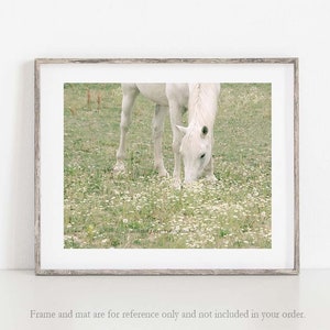 Horse Photograph, White Horse Photo, Horse in Pasture, Farm Art, Equine Print, Farmhouse Decor image 1