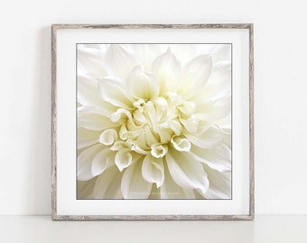 White Dahlia Photo, Dahlia Print, White Flower Wall Art, Dahlia Photography