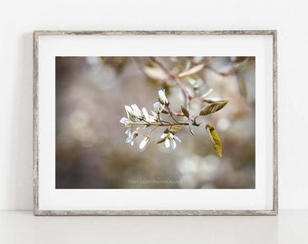 Spring Tree Photo, Blooming Tree Wall Art, Tree Print, Nature Photography, Blooming Tree in Spring Art, Spring Wall Art