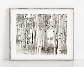 Aspen Photography, Black and White Aspen Photo, White Birch Wall Art