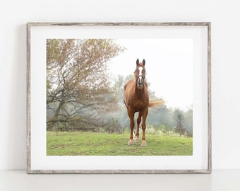 Horse Photograph, Horse Wall Art, Farmhouse Wall Decor, Horse in Pasture Photo
