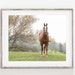 see more listings in the Horse / Animal Photos section