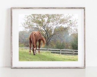 Horse Photography, Horse Wall Art, Horse Photo, Horse in Pasture Photo, Farmhouse Wall Decor, Horse Print, Horse Canvas Art