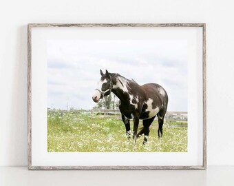 Paint Horse Photograph, Horse Photography, Horse Wall Art, Horse Canvas Art, Black and White Horse Photo