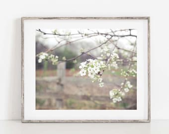 White Blossoms Photo: Farmhouse Spring Art Print