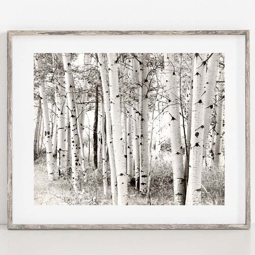 Black and White Aspen Tree Wall Art Birch Grove Colorado Etsy