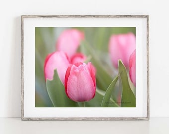 Tulip Photograph, Spring Flower Photo, Pink Spring Flowers, Landscape Photography, Nature Photography, Floral Wall Art