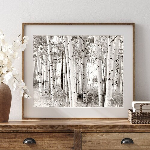 Aspen Photography Black and White Aspen Trees Photo Aspen Etsy