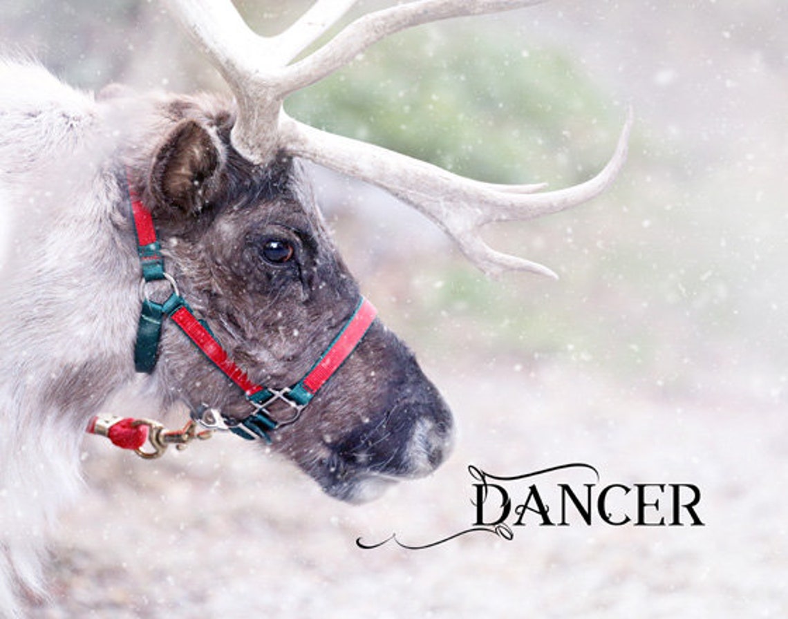 Christmas Reindeer Photograph Reindeer Print Christmas | Etsy