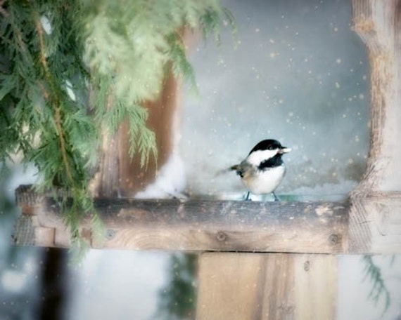 Items similar to Winter Chickadee Photo - bird, feeder ...