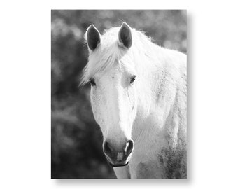 White Horse Photography