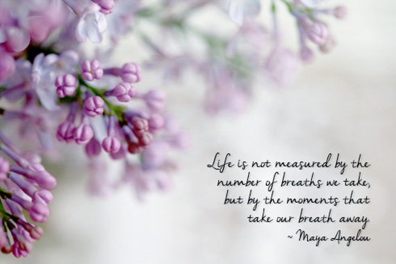 lilac quot is
