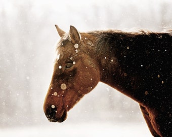 Horse Photography, Farmhouse Wall Decor, Horse in Snow Print, Horse Print, Horse Canvas Art