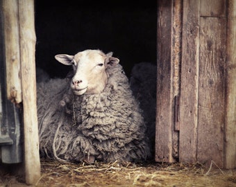 Sheep Photo, Farmhouse Wall Decor, Rustic Sheep Print, Modern Farmhouse Decor, Sheep Canvas Art, Farm Animal Photo