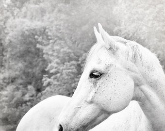 Black and White Horse Photo, Farmhouse Wall Decor, White Horse Photograph, Horse Canvas Art, Horse Portrait, Horse Photography