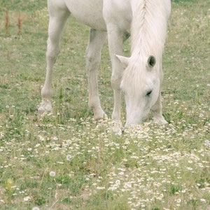 Horse Photograph, White Horse Photo, Horse in Pasture, Farm Art, Equine Print, Farmhouse Decor image 2