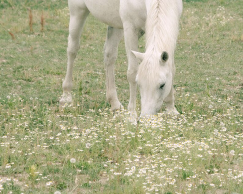 Horse Photograph, White Horse Photo, Horse in Pasture, Farm Art, Equine Print, Farmhouse Decor image 2