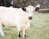 Cow Photo, Cow Print, Photo of Cow, Farm Animal Photo, Cow Canvas Art, Cow Print on Canvas, Farmhouse Decor, White Cow