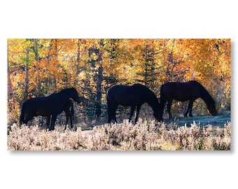 Wild Horses in Autumn Aspens, Alberta Photography Print