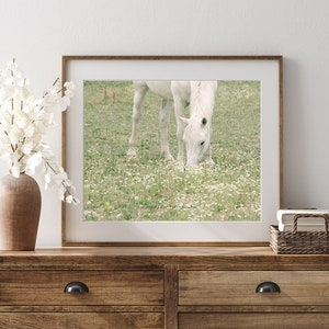 Horse Photograph, White Horse Photo, Horse in Pasture, Farm Art, Equine Print, Farmhouse Decor image 4