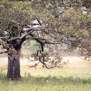 Landscape Photography, Oak Tree Photo, Photo of Tree, Country Print, Farmhouse Decor, Fine Art Photography