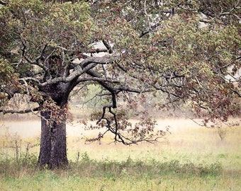 Landscape Photography, Oak Tree Photo, Photo of Tree, Country Print, Farmhouse Decor, Fine Art Photography