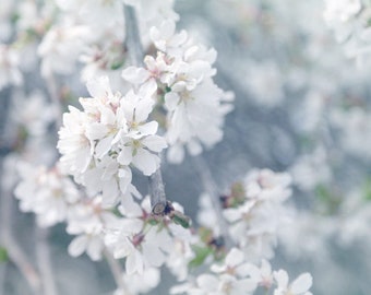 Spring Flower Photo, Flower Print, Floral Wall Art, White Floral Canvas Wall Art, Blue and White Floral Art, White Spring Blossoms