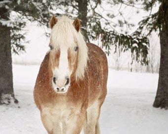 Horse Photography, Winter Horse Photo, Horse Print, Horse in Snow, Rustic Farmhouse Decor, Nature Photography, Country Decor, Horse Wall Art