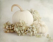 White Pumpkin Photo, Pumpkin Photo, Hydrangea Photo, White Cottage Decor, Pumpkin Still Life, Autumn Photography