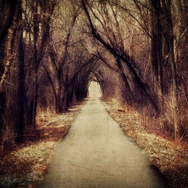 Dark Woods Photo - trees, path, forest, edgar allen poe, alice in wonderland, red riding hood 8x10 silk road inspiration