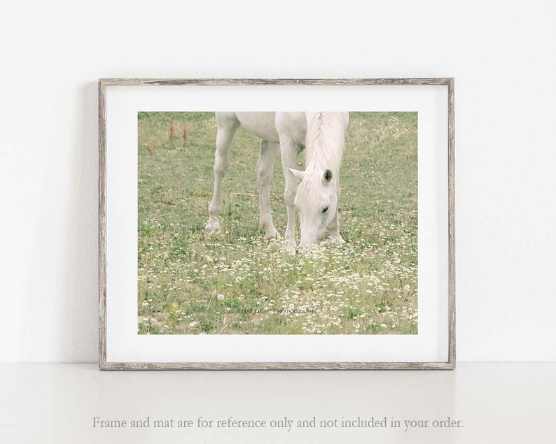 Horse Photograph, White Horse Photo, Horse in Pasture, Farm Art, Equine Print, Farmhouse Decor image 1