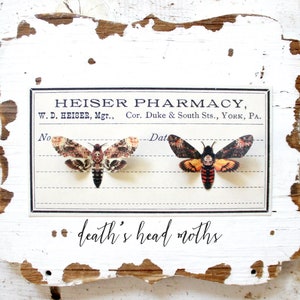 deaths head moth . butterfly . 1-20 hair clips, pins, magnets . your choice . birthday gift, wedding, fall, autumn, halloween