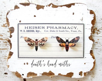 deaths head moth . butterfly . 1-20 hair clips, pins, magnets . your choice . birthday gift, wedding, fall, autumn, halloween