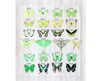 green silk butterflies . 1-20 hair clips, pins, magnets . your choice . birthday gift, wedding, bridesmaids, parties