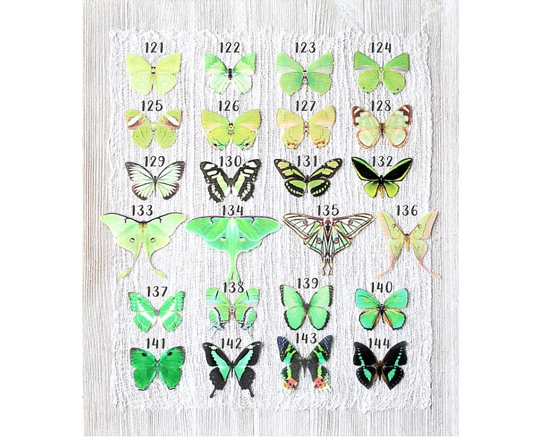 green silk butterflies . 1-20 hair clips, pins, magnets . your choice . birthday gift, wedding, bridesmaids, parties image 1