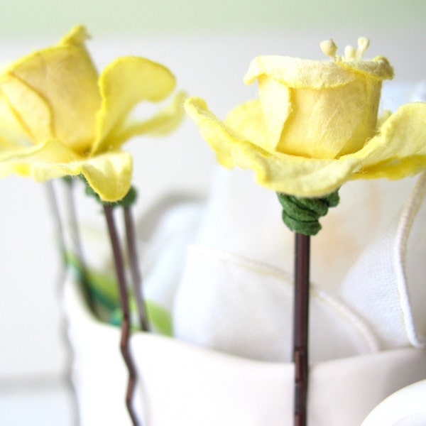 one fine day . three yellow daffodil bobbies. spring flowers