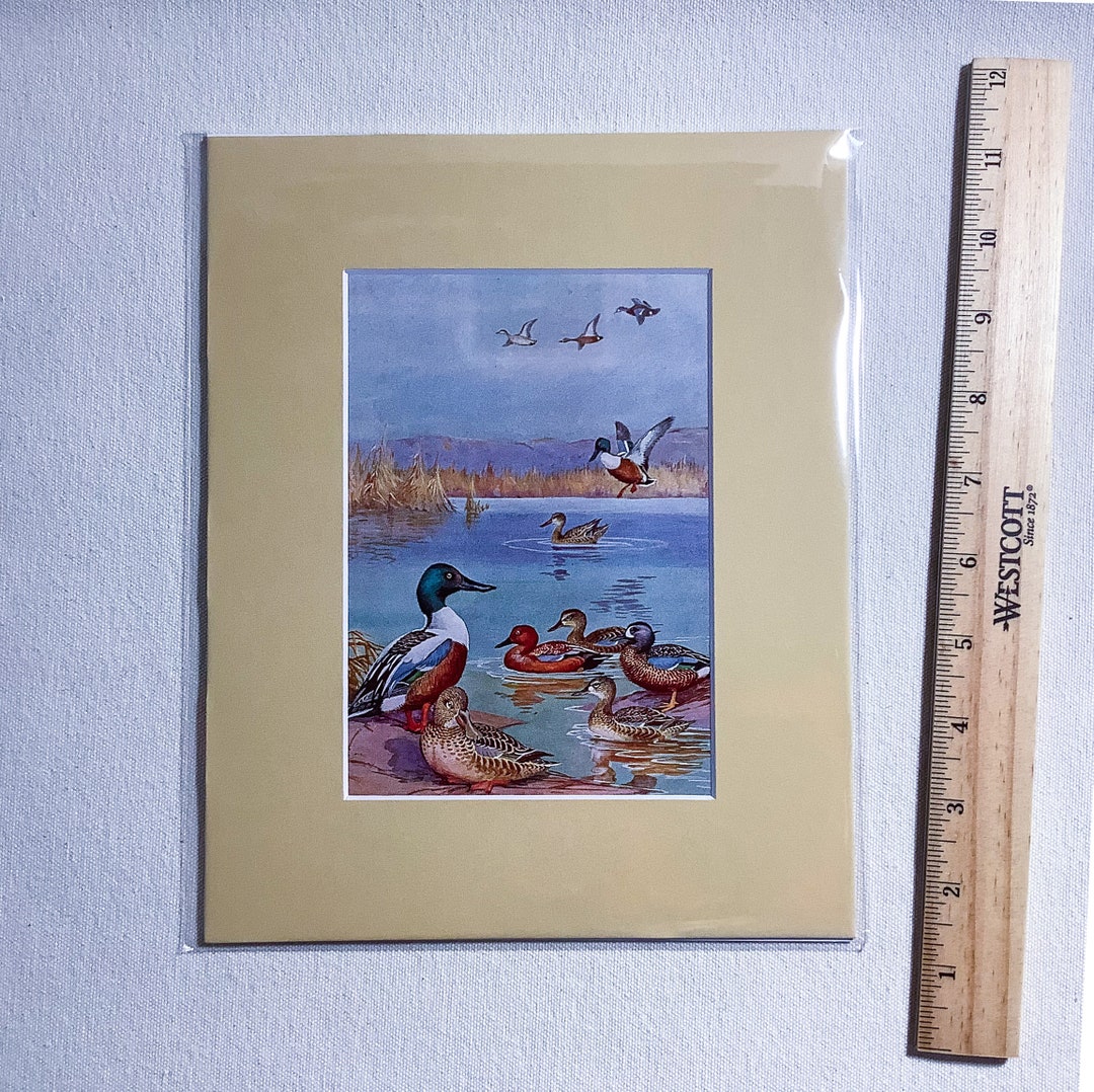 Spoonbill Duck Illustration by Allan Brooks - Etsy