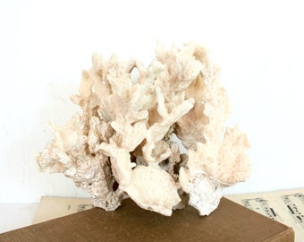 May include: A natural off-white coral specimen featuring a complex, branching structure with a porous, textured surface. The coral displays multiple vertical protrusions and organic, fan-like formations that create a dense, intricate shape.