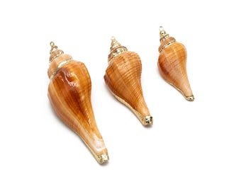 4pcs Natural Shell Charms, Whelk Seashell Charms, Seashell Earrings Pendant (#V1426)