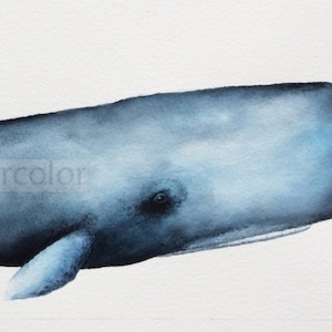 Sperm Whale watercolor-whale art-whale painting- archival print of original-carol sapp-sperm whale art-marine life art-ocean art-shore decor