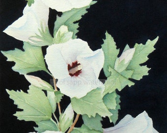 rose of sharon watercolor-white rose of sharon-rose of sharon painting-garden painting-flower watercolor-flower art-botanical painting