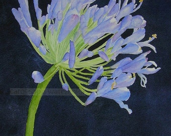 agapanthus  watercolor-agapanthus painting-flower painting-flower watercolor-blue violet flower painting-botanical painting-botanical art