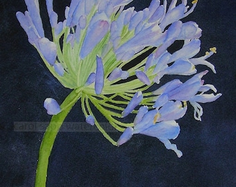 agapanthus  watercolor-agapanthus painting-flower painting-flower watercolor-blue violet flower painting-botanical painting-botanical art
