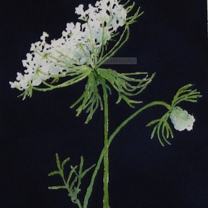 queen anne&#39;s lace watercolor-queen anne&#39;s lace painting-flower painting-flower art-botanical painting-botanical watercolor-garden painting