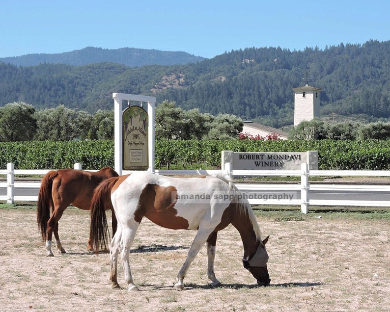 Napa Valley Horses Photograph Etsy