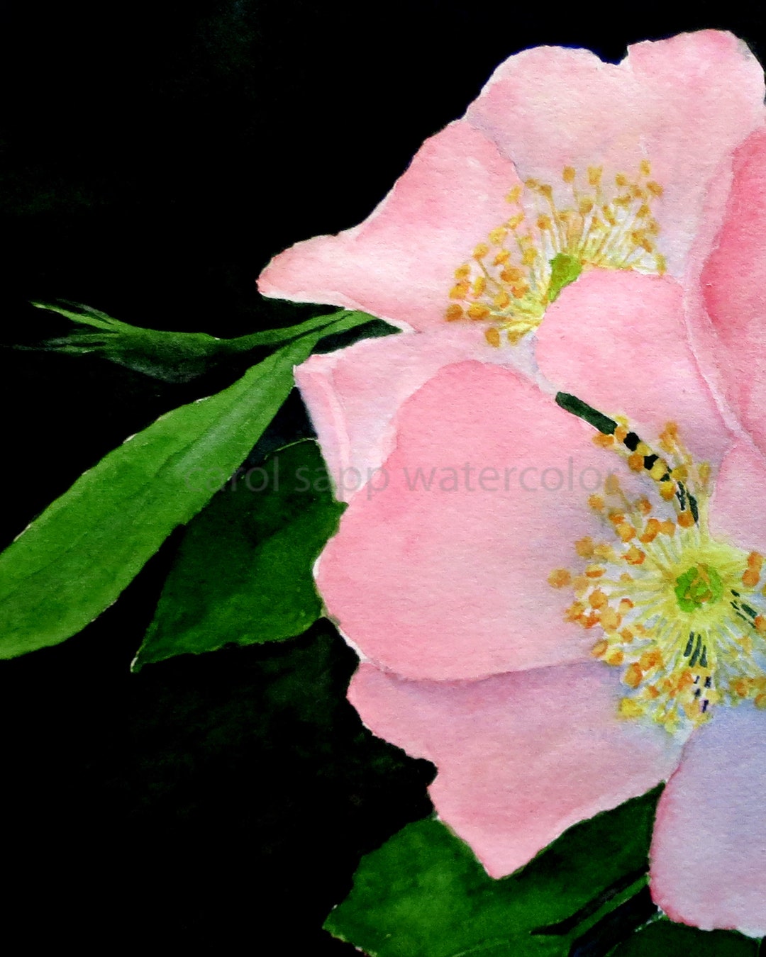 Wild Rose Watercolor-archival Print of Original-iowa State Flower ...