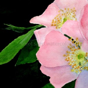 wild rose watercolor-archival print of original-Iowa state flower-flower painting-floral art-watercolor painting-pink wild rose-botanical