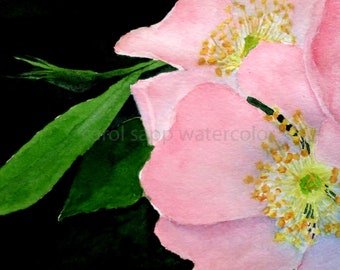 wild rose watercolor-archival print of original-Iowa state flower-flower painting-floral art-watercolor painting-pink wild rose-botanical